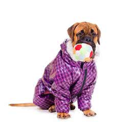 狂犬病是否一定致死？关于狂犬病，你需要明白的5点
