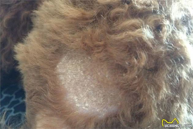 狗狗身上有皮屑，铲屎官该怎么办呀？又是哪些原因导致的呢？