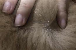 狗狗身上有皮屑，铲屎官该怎么办呀？又是哪些原因导致的呢？