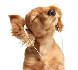 铲屎官要注意！狗狗的这10个坏习惯，发现了要及时纠正