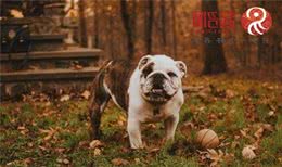 霸气十足男狗狗名字大全，好听不俗又实用！