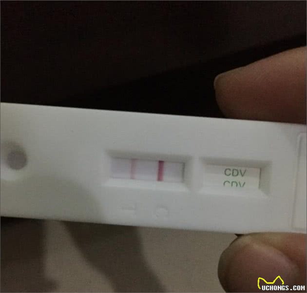 关于狗瘟热这类传染病，宠物医生想和主人谈谈它的危害和治疗方案