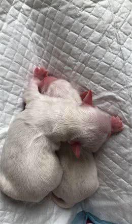 下雨天领回家的流浪狗居然是只狗妈妈，一个月后收获了满满的惊喜