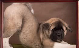有宠福布斯：世界最著名的十种极品护卫犬！