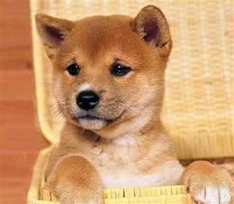 这些狗居然都有中华田园犬的血统！