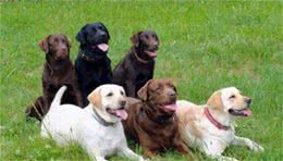 拉布拉多犬跟金毛大不同，想让它听话，主人要遵循3个要点