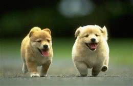 如何驯养一只听话的狗狗？我来告诉你！