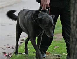 我国的黑狼犬还多吗？为什么这类狗这么优秀会逐渐灭绝了？
