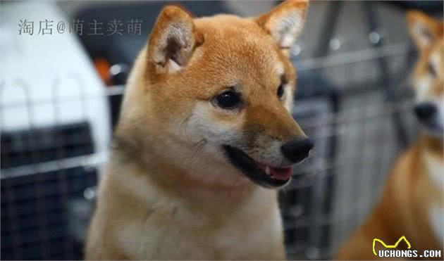狗狗到家前，如厕用品该怎么选？