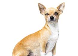 狗狗肛门腺一定得挤么？