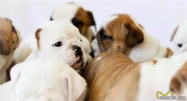 如何分辨宠物店的狗是病狗，怎样才能买到一只健康的幼犬