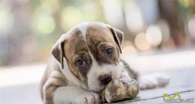 如何分辨宠物店的狗是病狗，怎样才能买到一只健康的幼犬