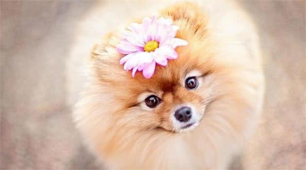 纯种“博美犬”都有的7大标志，我养的是串串，你家的呢？