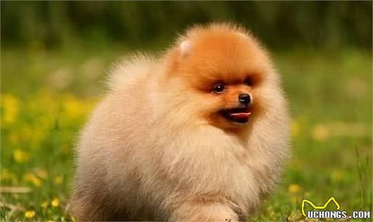 纯种“博美犬”都有的7大标志，我养的是串串，你家的呢？