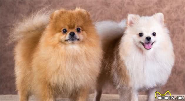 纯种“博美犬”都有的7大标志，我养的是串串，你家的呢？