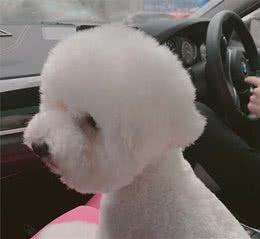 狗狗要是常常乱叫，那应当如何改善，是什么原因影响的呢？