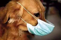 狗狗得了犬窝咳怎么办？
