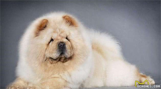 只要7步教你挑选出漂亮的松狮犬，快点看看你家松狮犬纯不纯
