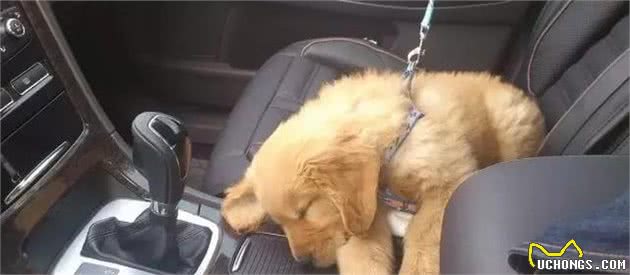 热天犬中暑几率太大，我们应当如何防止？