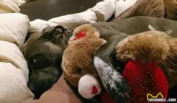 男子买了一只罗威那犬，养着养着他怀疑卖家是不是给了他一只哈士奇犬