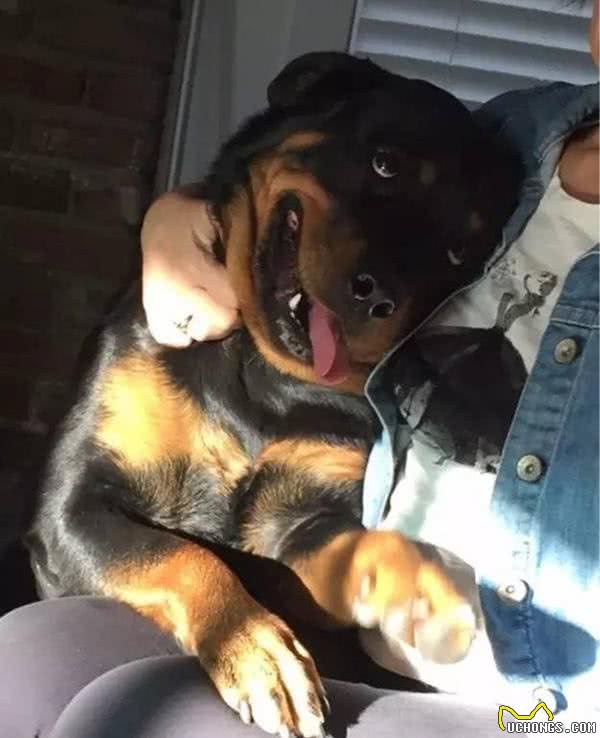 男子买了一只罗威那犬，养着养着他怀疑卖家是不是给了他一只哈士奇犬