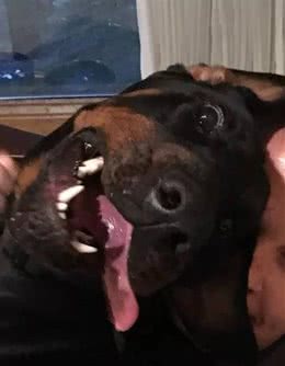 男子买了一只罗威那犬，养着养着他怀疑卖家是不是给了他一只哈士奇犬