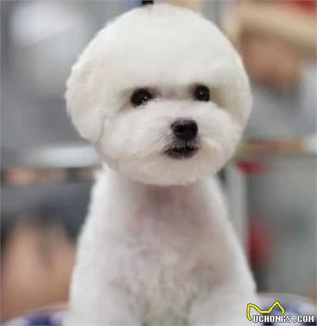 宠物店老板绝不告诉你—关于挑选纯种比熊犬的技巧