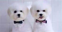 宠物店老板绝不告诉你—关于挑选纯种比熊犬的技巧