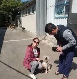 雪纳瑞犬尿尿时很痛苦，兽医从它膀胱中取出上百颗结石：看着都疼