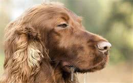 患上狂犬病的狗狗有哪些症状呢?要是你一旦发现，请及时远离哦！