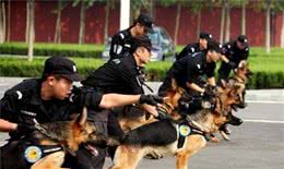 德国牧羊犬6大“可怕的地方”，网友：就算想养，也不敢养