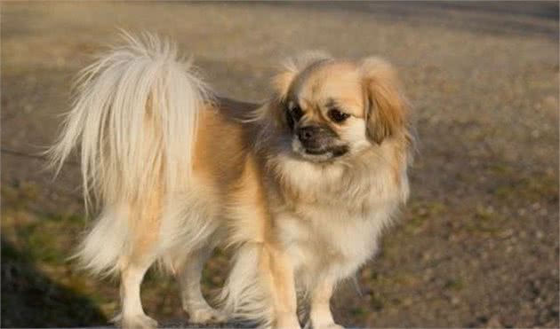 西藏猎犬，虔诚的帮助僧侣转动经筒，祷告幸福