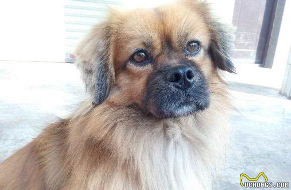 西藏猎犬，虔诚的帮助僧侣转动经筒，祷告幸福