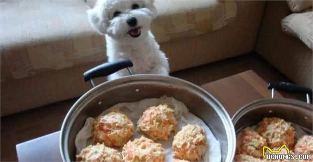 干货！在家如何自制犬粮？（附珍藏食谱）
