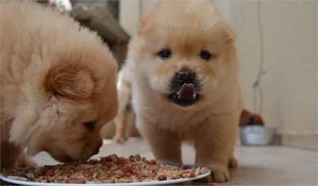 干货！在家如何自制犬粮？（附珍藏食谱）