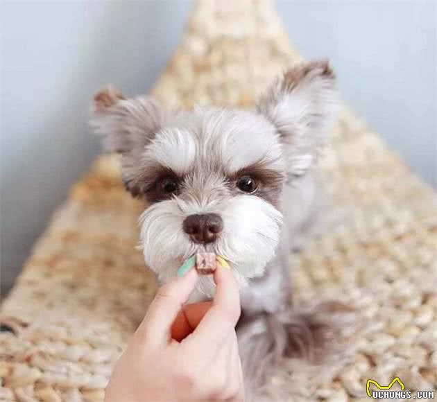 干货！在家如何自制犬粮？（附珍藏食谱）