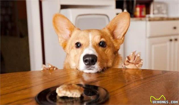 干货！在家如何自制犬粮？（附珍藏食谱）