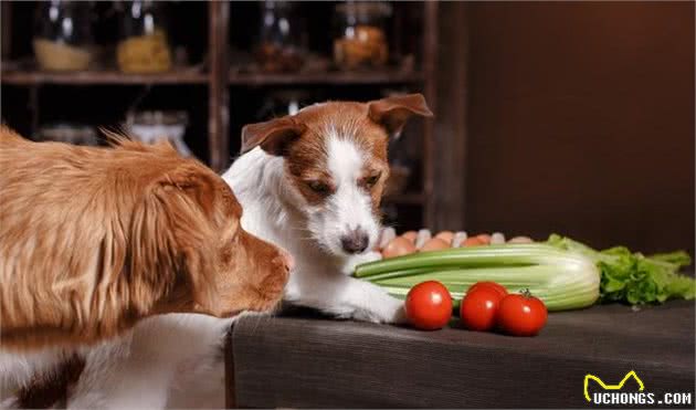干货！在家如何自制犬粮？（附珍藏食谱）