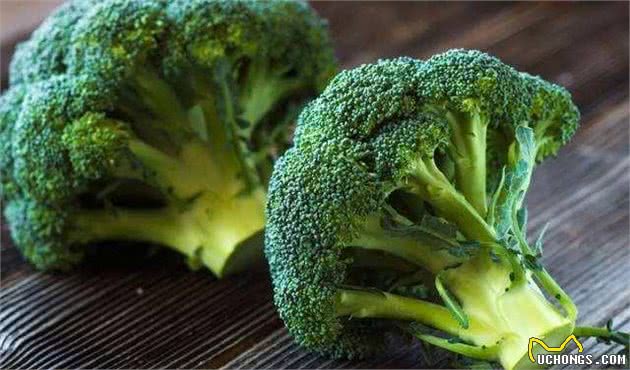 干货！在家如何自制犬粮？（附珍藏食谱）