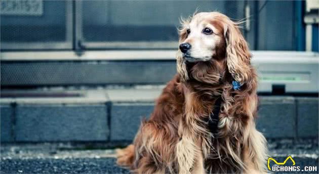 干货！在家如何自制犬粮？（附珍藏食谱）
