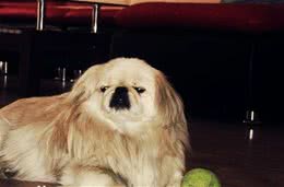 皇家御犬—京巴