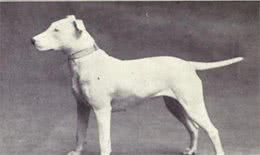 多亏了人类！以下是受欢迎的犬种在100年前后繁殖的样子