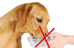 狗狗到底能不能喝牛奶？这里面的情况您知道吗？
