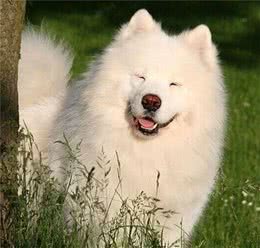 怎样控制狗狗食量？