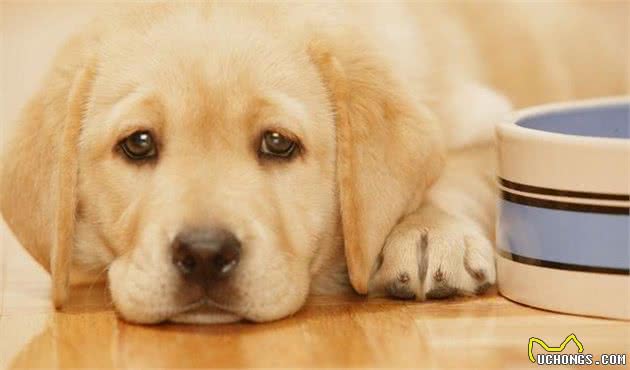 犬厌食是生病了？或许是主人的责任！若你总这么做，难怪它厌食