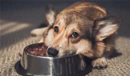 犬厌食是生病了？或许是主人的责任！若你总这么做，难怪它厌食