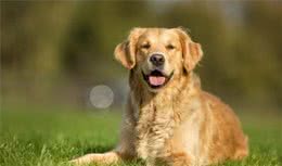 狗狗小知识-金毛寻回犬