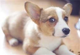想拥有一只狗狗，但不知怎样选择犬种？答案就在这里~