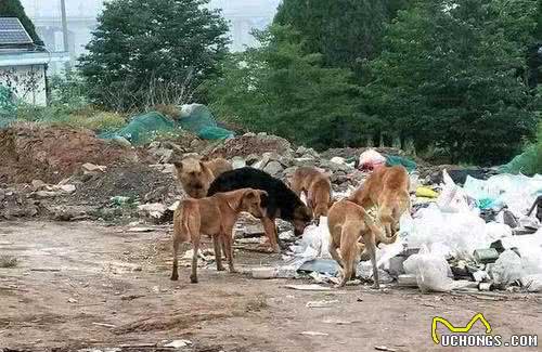 为什么满大街都是流浪狗，离不开这5个原因