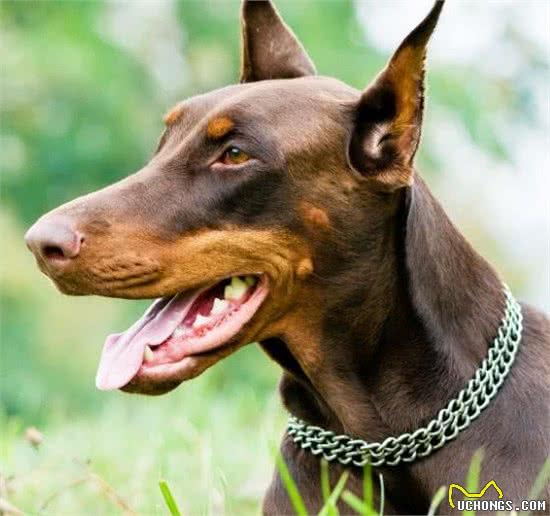 狗狗可不是只会卖萌哦，军犬对人类贡献巨大，军犬有哪些品种呢